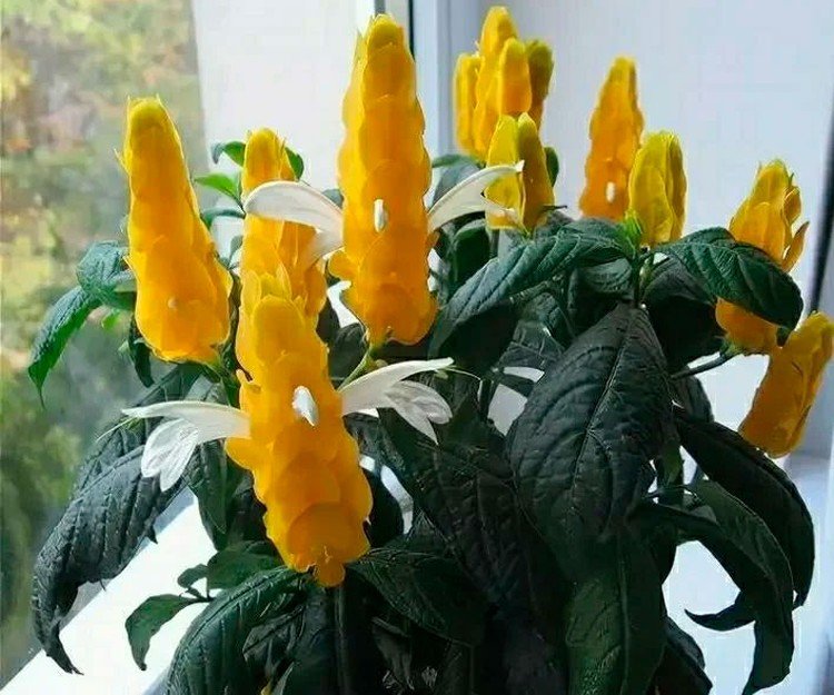 Пахистахис – фото