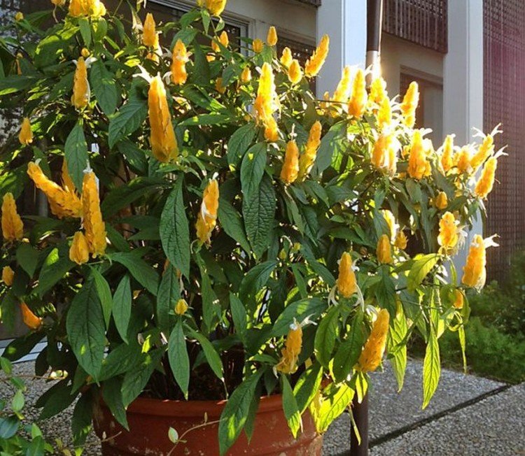 Пахистахис – фото