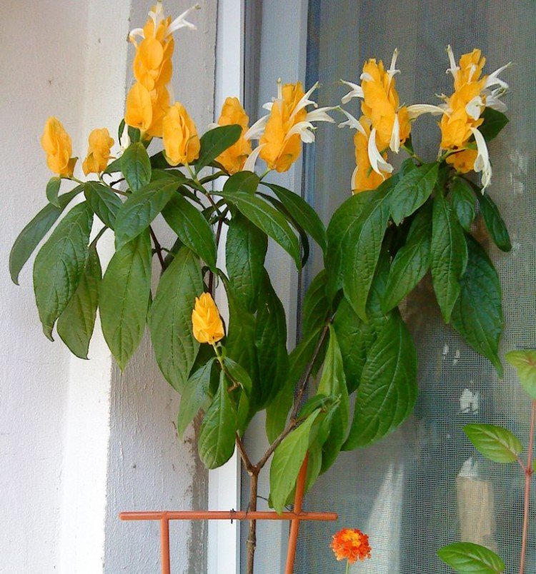 Пахистахис – фото