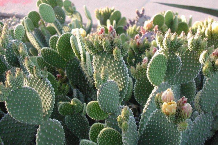 Опунция – фото