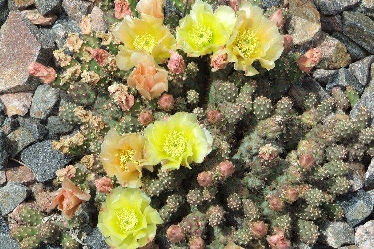 Ломкая опунция