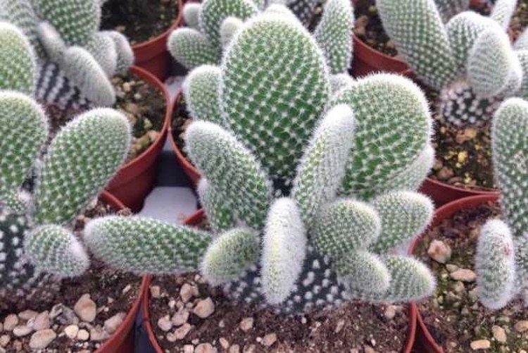 Опунция – фото