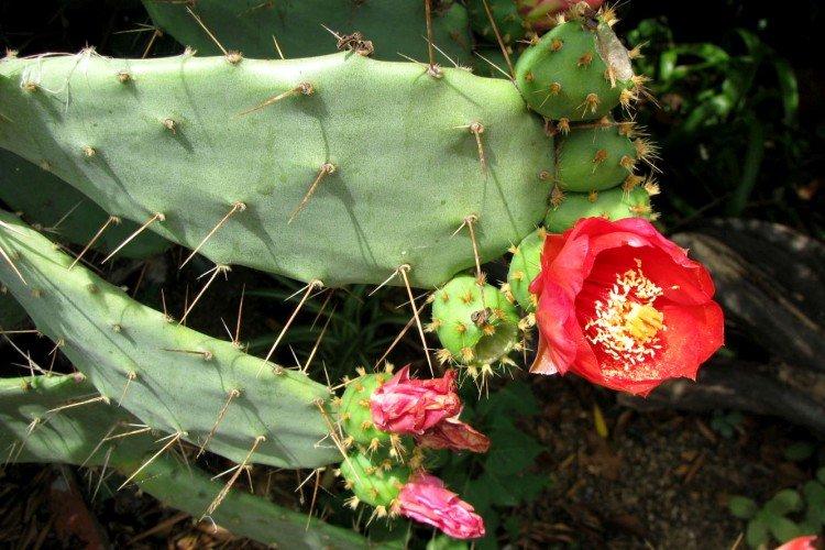 Опунция Бергера