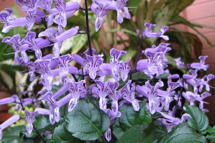 Общая информация