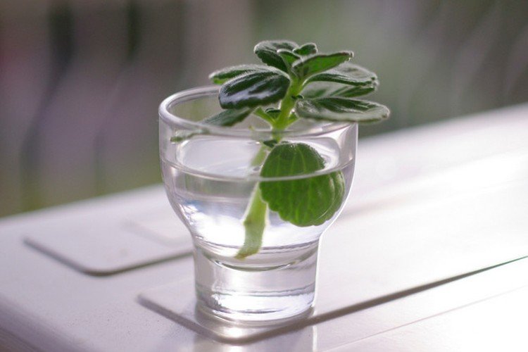 Размножение и посадка плектрантуса