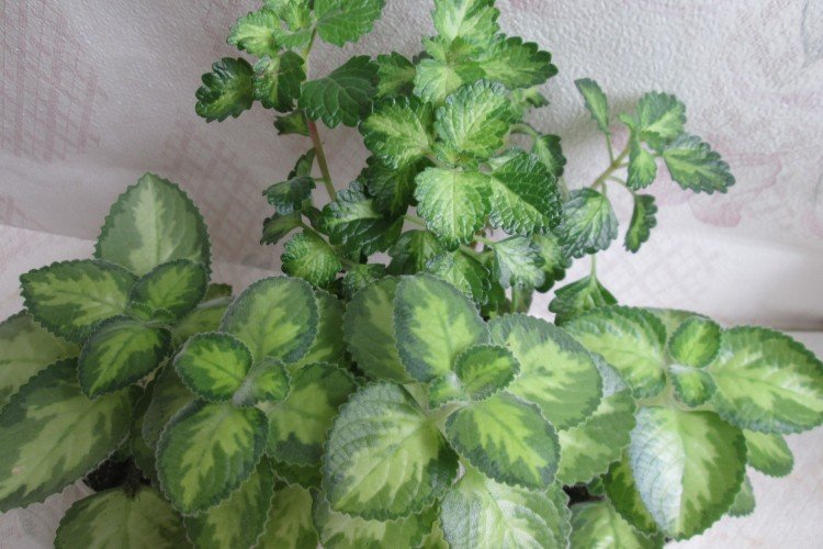 Плектрантус – фото