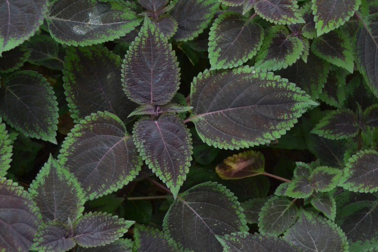 Плектрантус – фото