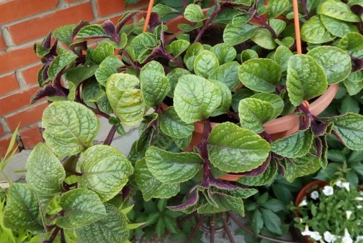 Колеусовидный плектрантус