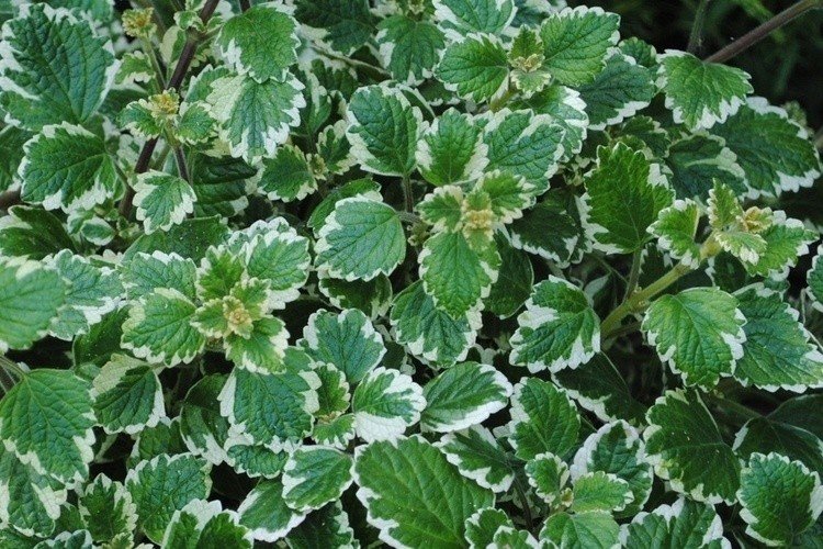 Плектрантус – фото