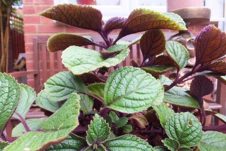 Плектрантус – фото