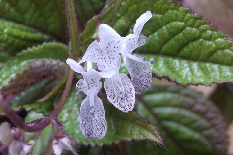 Плектрантус – фото