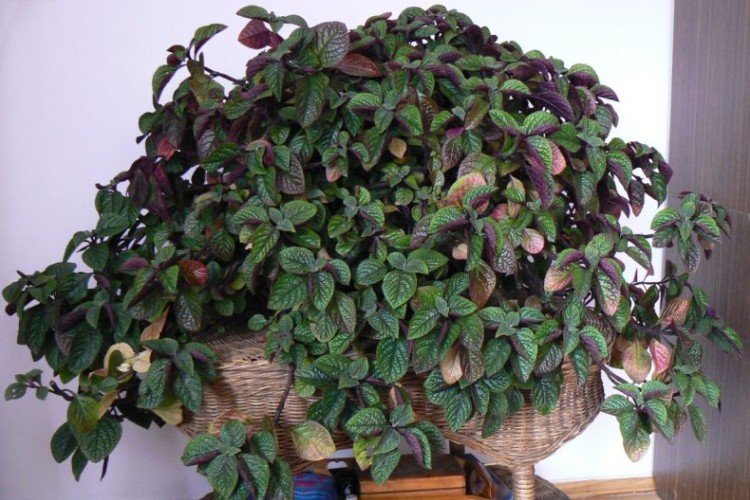 Плектрантус – фото