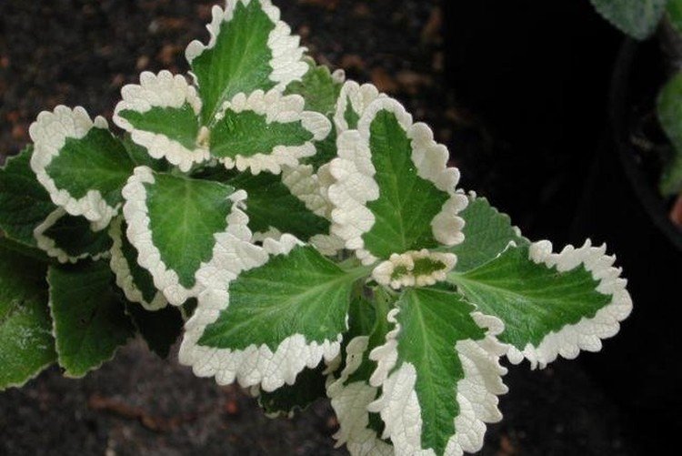 Плектрантус Форстера