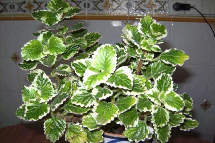 Плектрантус – фото