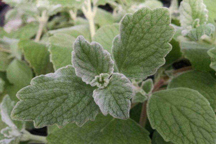 Плектрантус – фото