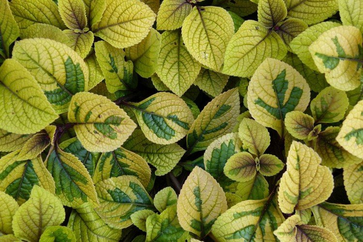 Плектрантус – фото