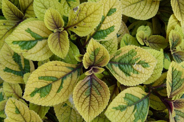 Плектрантус – фото