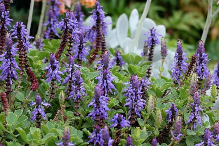 Плектрантус – фото