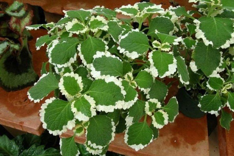 Плектрантус – фото