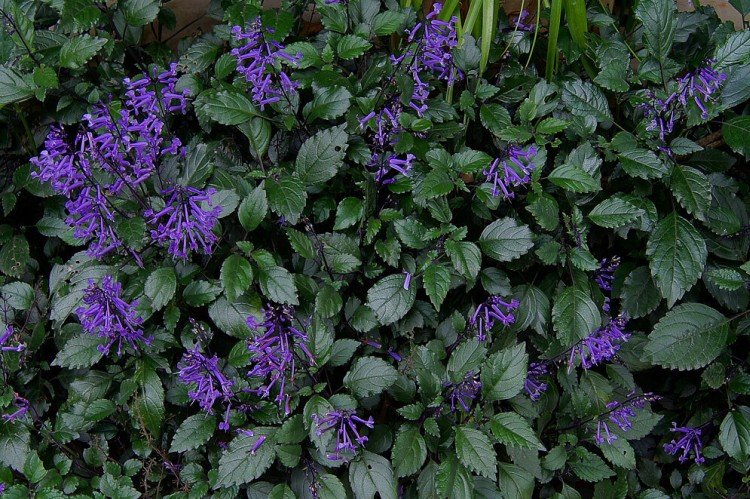 Плектрантус – фото