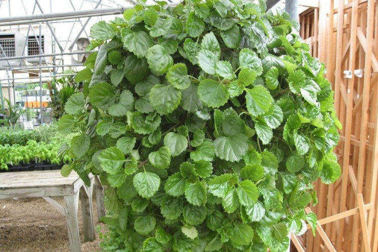 Южный плектрантус