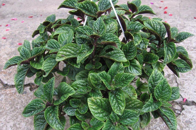 Температура