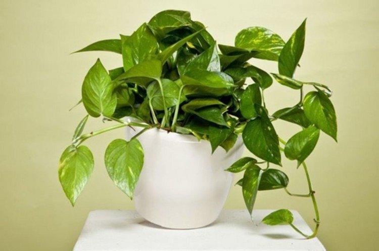 Удобрения и подкормка