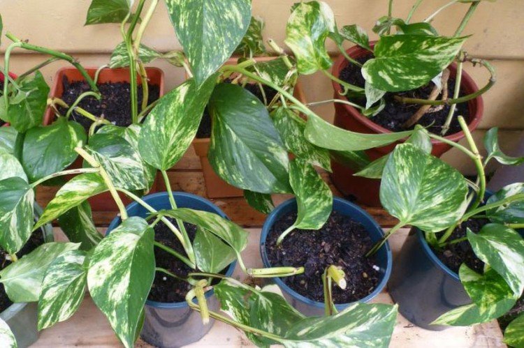 Посадка и размножение эпипремнума