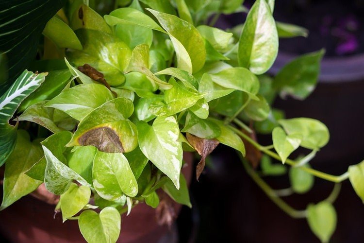 Борьба с вредителями и болезнями