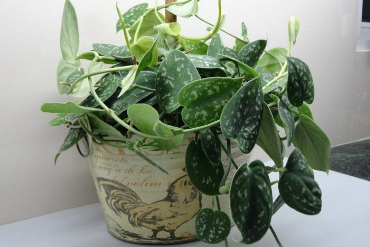 Эпипремнум – фото