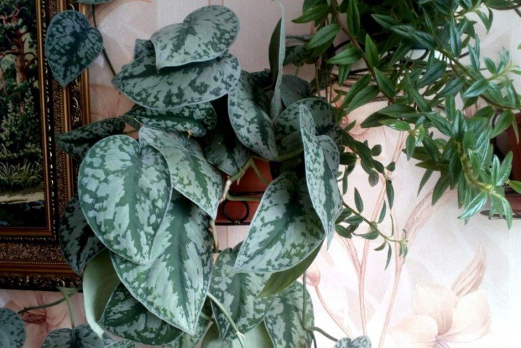 Эпипремнум – фото