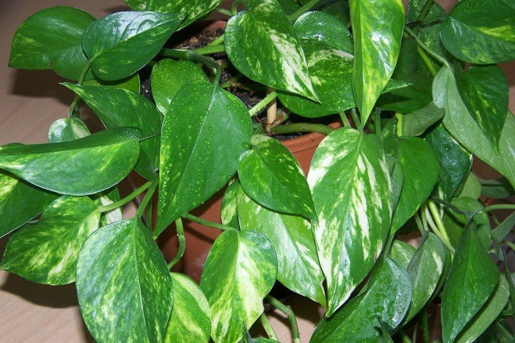 Эпипремнум – фото