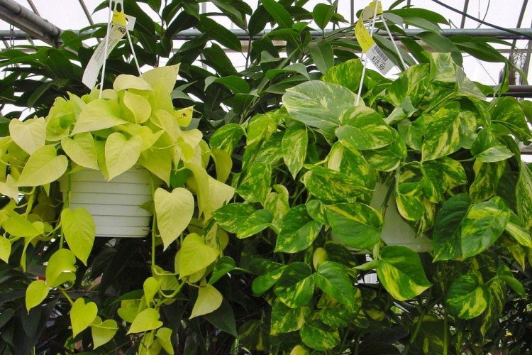 Эпипремнум – фото