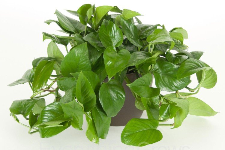 Эпипремнум – фото