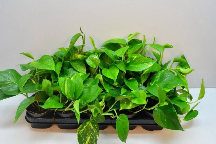 Эпипремнум – фото