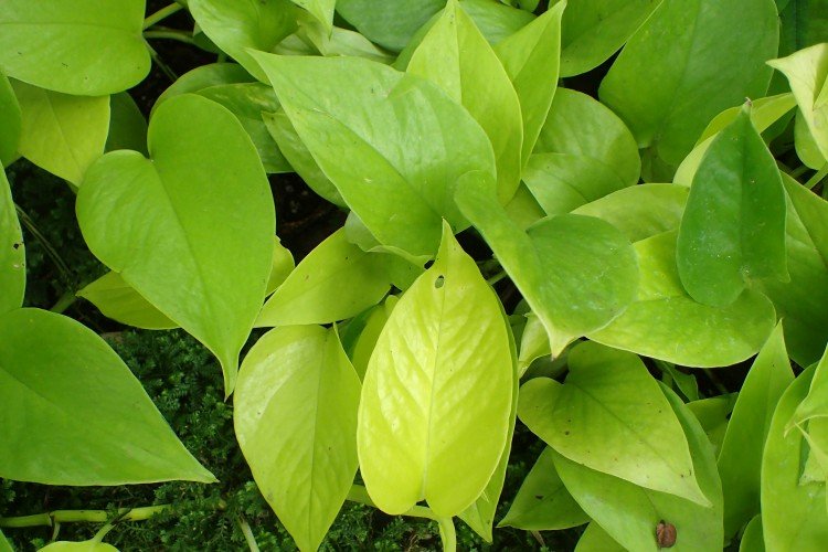 Эпипремнум – фото