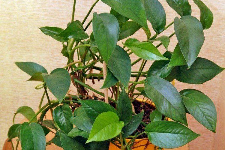 Лесной эпипремнум