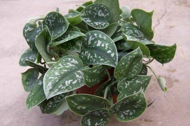 Эпипремнум – фото