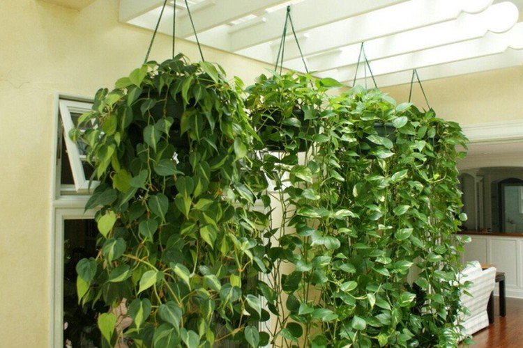Эпипремнум – фото