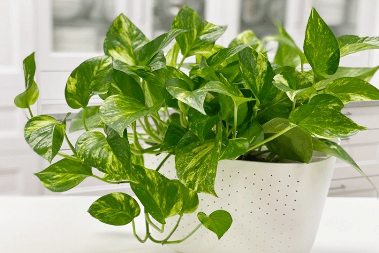 Эпипремнум – фото