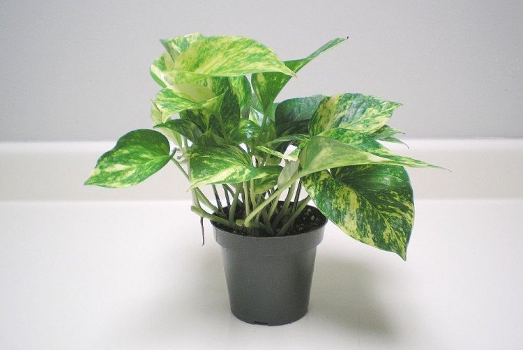 Эпипремнум – фото