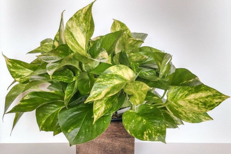 Золотистый эпипремнум