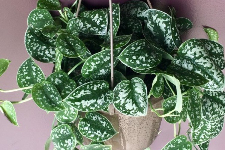 Расписной эпипремнум