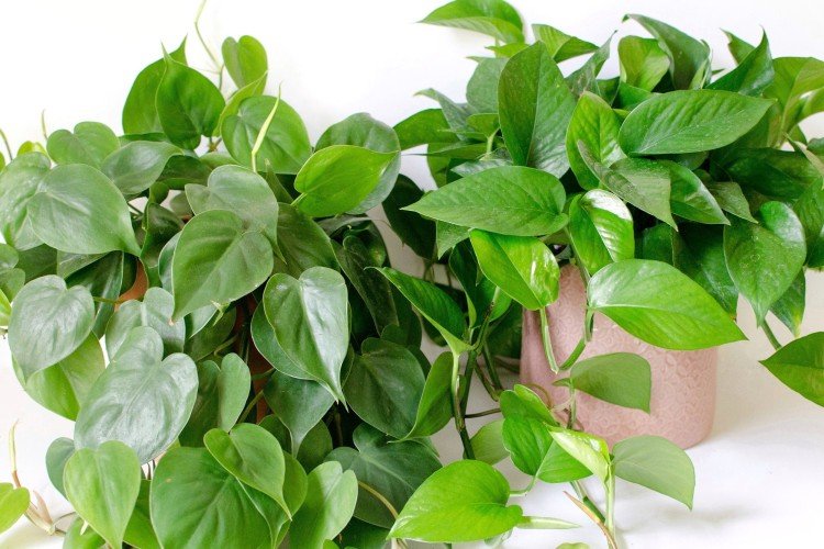 Температура