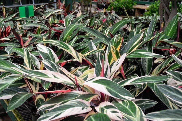 Строманта – фото