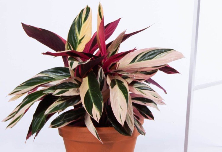 Строманта – фото