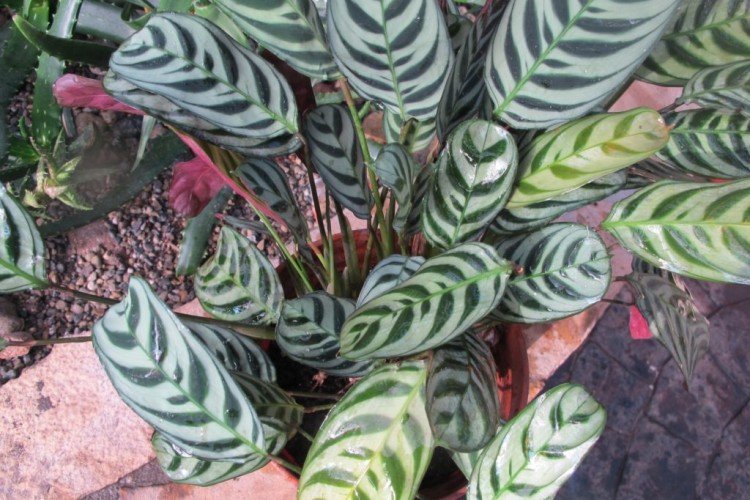 Виды строманты