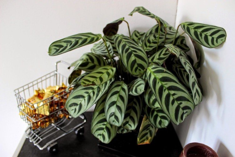 Строманта – фото