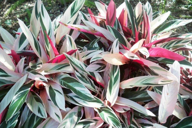 Строманта – фото