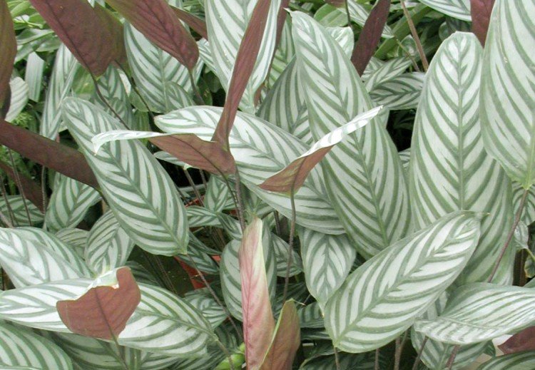 Строманта – фото